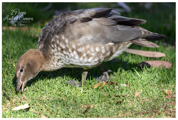 A close up, horizontal photo of an Australian Wood Duck foraging on bright green, short-cut grass. The bird has a solid brown head and neck, and its body feathers are a mix of light brown, grey, and white speckles.

It is bent over, with its beak touching the grass as it feeds. The background is slightly blurred and consists of grass and dried brown leaves.