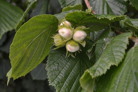 A photo of nuts growing on a hazel tree.