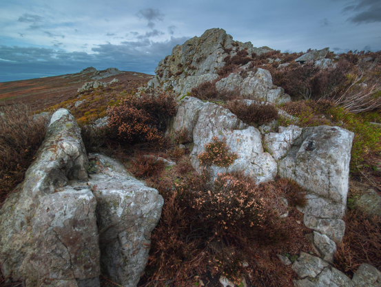 A rugged foreground of pale, lichen-streaked quartzite blocks rises out of heather and low scrub, their fractured surfaces catching the cool light under a brooding sky. Clumps of rusty brown and copper-tinted heather sit in the gaps between the rocks, adding warmth to an otherwise muted palette. The landscape rolls gently away towards a line of jagged tors in the distance, leading the eye towards Manstone Rock and the Devil’s Chair. The scene feels exposed and windswept, with wide moorland stretching out beneath heavy clouds that hint at changing weather.