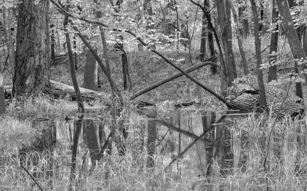 Trees standing in water, grasses in the foreground are light, while tree trunks are dark.