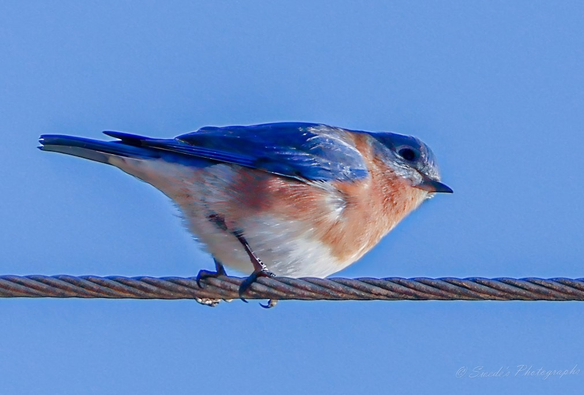 "Perched confidently on a thick, twisted metal wire, an Eastern Bluebird gazes into the open sky. Its feathers shimmer with a brilliant cobalt blue across the head, back, and wings—like a splash of sky stitched into flesh. The chest glows with a warm, rusty orange, fading gently into a soft white belly, as if dipped in sunrise. The bird’s posture is alert yet serene, talons gripping the wire with quiet strength. The wire itself coils like a muscular vine, metallic and weathered, contrasting the bird’s delicate form. Behind it, the sky is a flawless canvas of blue—no clouds, no distractions—just a vast, open expanse that amplifies the bird’s vivid colors and solitary grace. The lighting is crisp and generous, illuminating every feather’s texture and the subtle curve of its beak. It’s a moment of stillness, clarity, and quiet majesty." - Microsoft Copilot