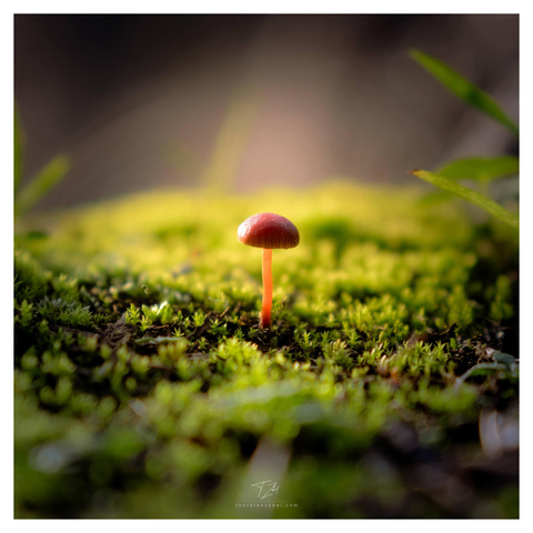 A small reddish mushroom stands among the moss, illuminated by the sun. The scene has a miniature-like quality.