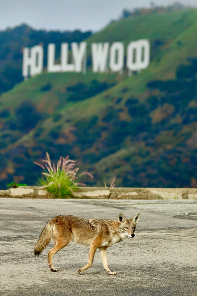 Wild coyote beneath the famous Hollywood sign.