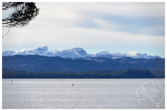 A wide, panoramic landscape photo taken across a body of water, likely Macquarie Harbour, showing the distant, snow capped peaks of the mountains on Tasmania's West Coast.

The middle ground consists of dark blue-green forested hills, while the foreground is a vast, calm expanse of grey water.

A dark tree branch is visible in the upper left corner, and a small, dark object breaks the water's surface in the centre.