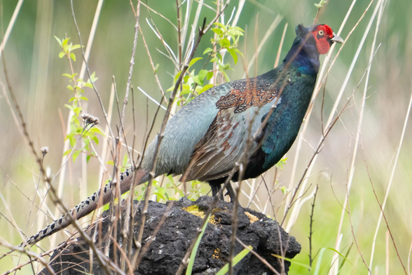 A photo of a Green Pheasant, it is a large big with striking green and red colours contrasting against a brown and grey body. It stands perched on dark rock slightly obscured by tall grass.