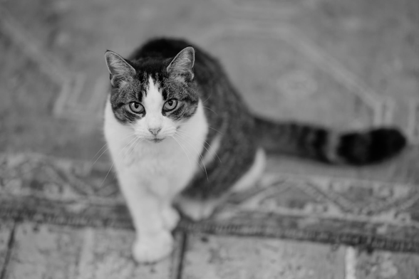 Cat on the edge of an oriental rug is looking at you with her tail bent about 90 towards the right