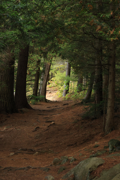 This photo was taken in early September on a hiking trail in a mature forested area. Trees, mainly coniferous, line both sides of the trail and form an arch over the walking surface.  This creates a tunnel effect looking along the trail's path. The trail is carpeted in fallen pine needles which are brown in colour. Tree roots can be seen protruding up slightly above the trail's surface. The centre of the photo is brighter as the sun was more prominently shining through the trees in that area. 