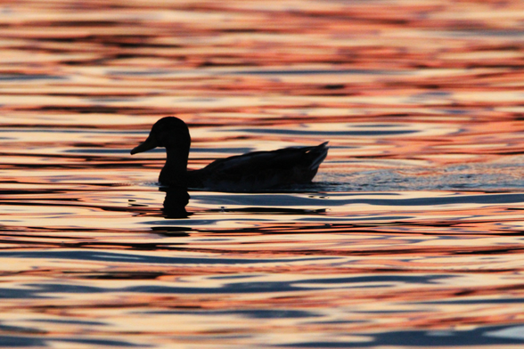 Photograph of a mallard in silhouette swimming through reflections of sunset light on water in horizontal stripes of peach, blue, black, and pale green.