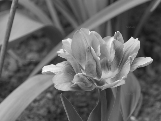 Flower, closeup, black and white, photo