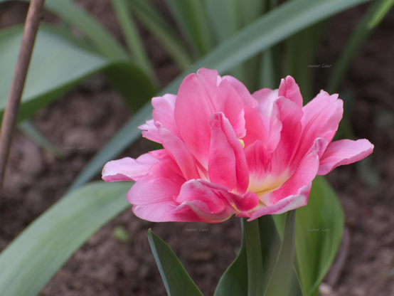 Flower, closeup, color, photo