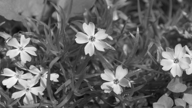 Flowers, closeup, black and white, photo