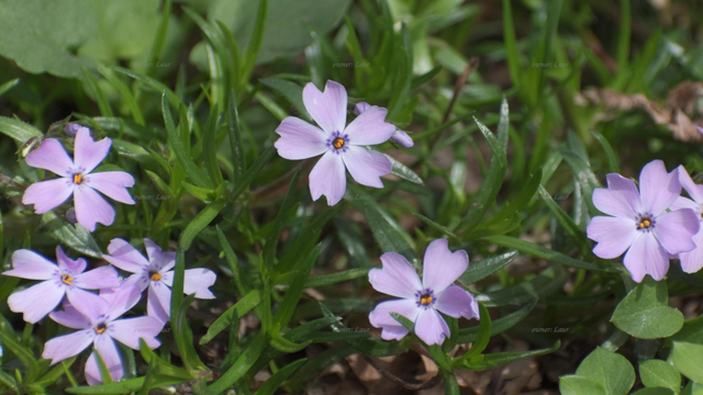 Flowers, closeup, color, photo