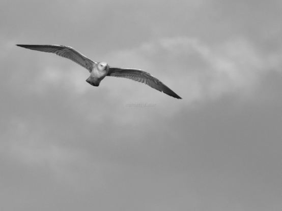 Bird, black and white, photo