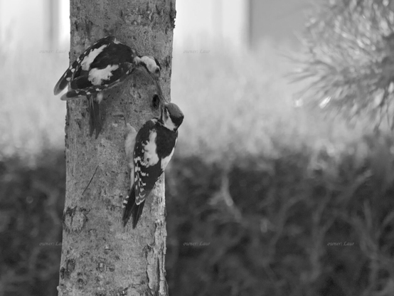 Birds, black and white, photo