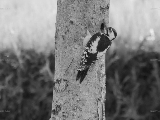 Bird, black and white, photo