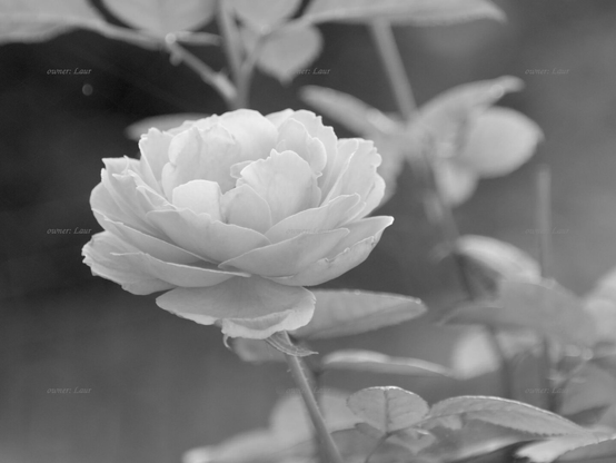 Rose, closeup, black and white, photo