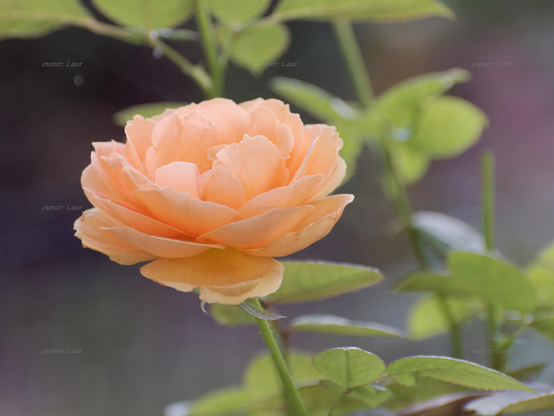 Rose, closeup, color, photo