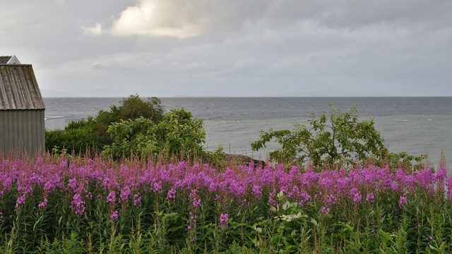 A photo of a patch of fireweed in from of a fjord. The sky is filled with clouds.
