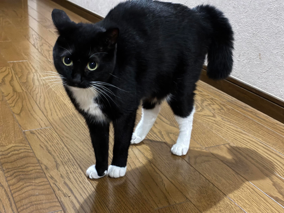 A black and white cat stands on wooden flooring, looking warily at the camera.