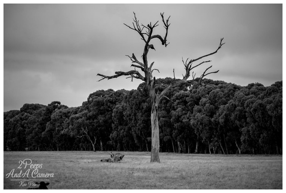 A tall, dead, gnarled tree trunk with bare, skeletal branches stands alone in a flat, grassy paddock.

In the background is a dense line of dark toned, healthy trees (possibly gum trees). The sky is overcast and moody. A small part of a cow's head is visible in the bottom left corner, and a fallen log is near the base of the main tree.