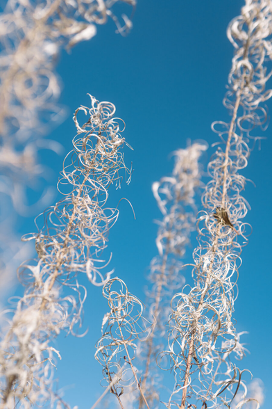 In the foreground, twisted dried flowers and shrubs, with a blue sky in the background.