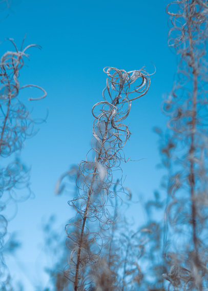 In the foreground, twisted dried flowers and shrubs, with a blue sky in the background.