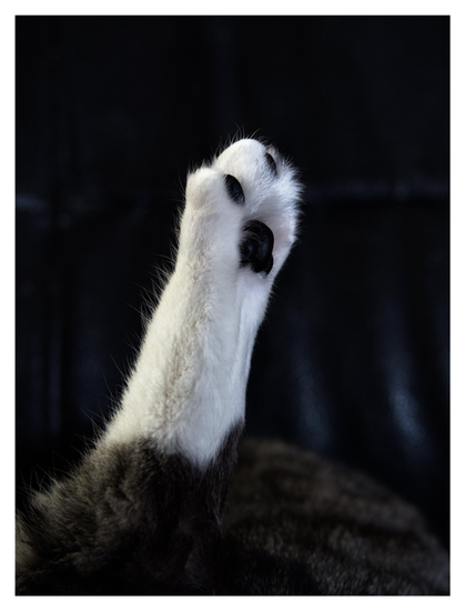 En stående bild på ett kattben som sticker upp. Benet är svart och vitt med svarta trampdynor. Bakgrunden är svart.