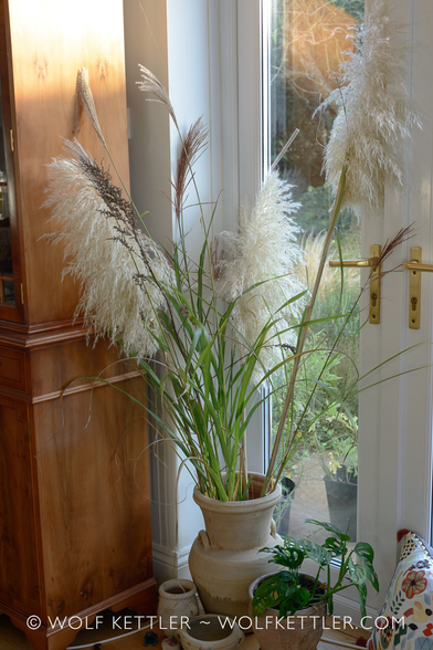 Seedheads from ornamental grasses are displayed in a terracotta vase. I kept the stems of the grasses long. The vase stands on the floor. In the background on the left is the side of a display cabinet in rich red-ish brown polished wood. To the right, patio doors leading into the garden.