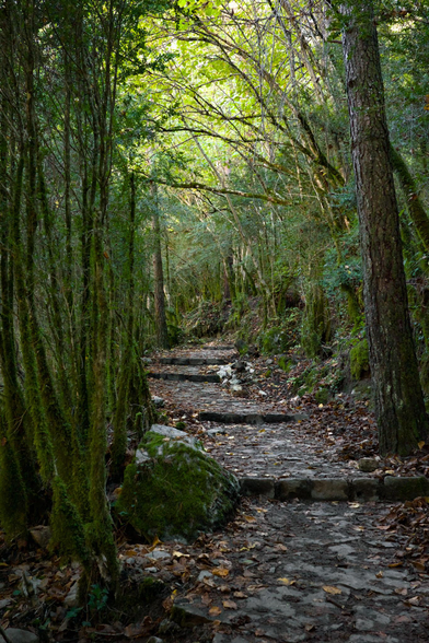 Fotografia de un sendero con peldaños que ascienden haciendo una curva, entre vegetacion cubierta de musgo y ramas que cubren el cielo.