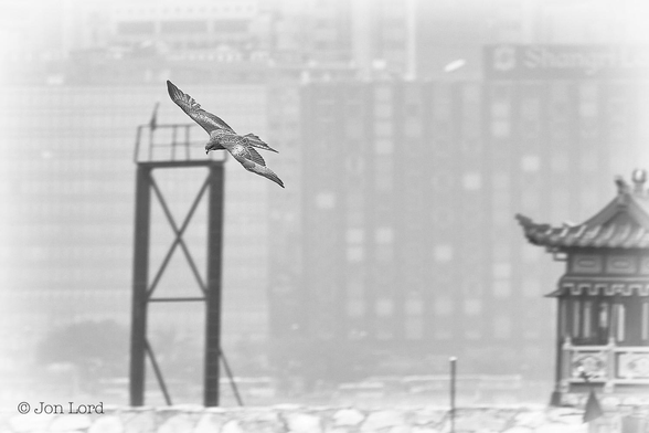 This is a black and white wildlife photo in landscape format of a large of bird of prey hunting in urban Hong Kong (2012).

Above and to the left of centre is large bird of prey in flight. The bird is flying from right to left and in a slight banking turn to the left and towards the camera. The view is oblique, the bird being partially in profile and partially head-on. Our bird, probably one of many species of Buzzard, has its wings fully outspread with the topside clearly in view, the texture being mainly dark grey / black with mottled white patches. The head is looking downwards, with a medium sized hooked beak. The buzzard is circling the Causeway Bay Typhoon Shelter, that must be the smelliest body of water in the Far East: looking for prey. Stretching along the base of the image is the stone breakwater, in the lower right corner is a Chinese pagoda (part of a tourist boat?). To the left of centre is a three or four metre tall metal frame belonging to a work boat. The distant, one or two km away, background is obscured in a thick haze, though the high-rise buildings of the waterfront can just be made out. 

