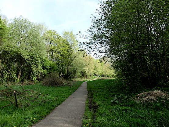 Foto van pad tussen struiken en bomen