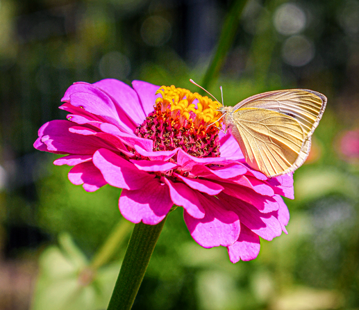 A pink flower, a butterfly can be seen resting on top of it, the background is various plants.