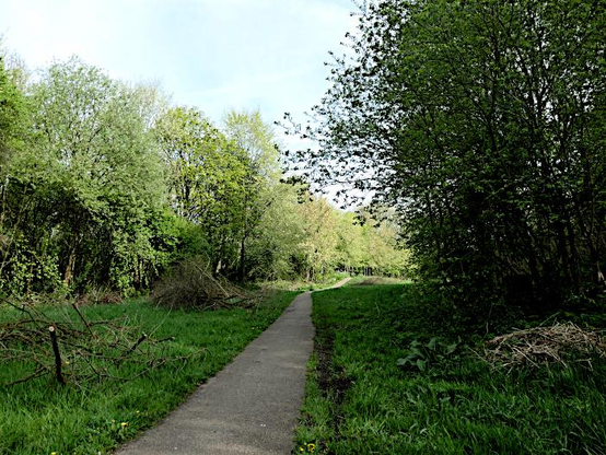 Foto van pad tussen struiken en bomen