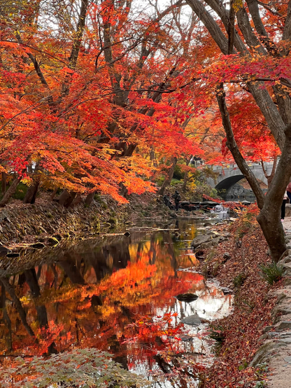 A peaceful river scene surrounded by vibrant autumn foliage, featuring shades of red and orange. The water reflects the colorful leaves, and a stone bridge is visible in the background. The pathway along the river is lined with fallen leaves.