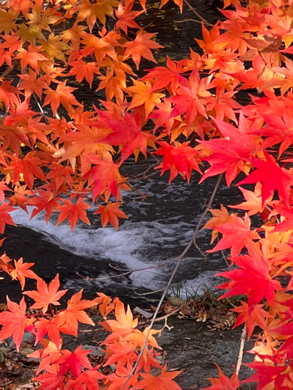 A close-up view of vibrant red and orange autumn leaves framing a flowing stream with gentle white water.