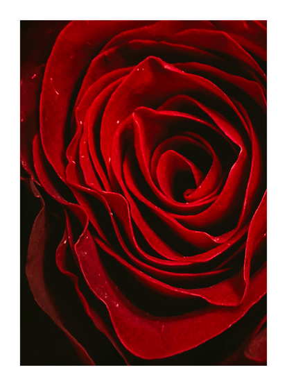A close-up red rose in full bloom. The photo focuses on the intricatenpetals forming a tight spiral. The petals have a rich, deep red color with subtle highlights and shadows. The background is dark, almost black.