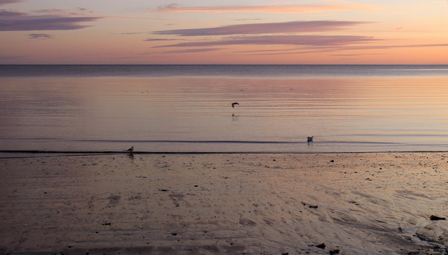 Photograph of a sandy beach at low tide at sunrise, with two seagulls floating on the water in the middle and a third one flying low above the water. The sea and the water on the sand reflect the purple and pink of the sky, visible at the top of the photo, with a few grey-purple clouds. 

Photographie d'une plage en sable à marée basse au lever du soleil, avec deux goélands flottant sur l'eau au milieu et un troisième qui vole très bas au-dessus de l'eau. L'eau de la mer et celle sur le sable reflète le mauve et le rose du ciel, visible dans le haut de la photo, avec quelques nuages gris-mauve.