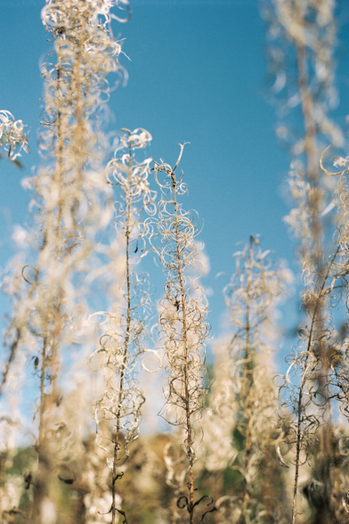 In the foreground, twisted dried flowers and shrubs, with a blue sky in the background.