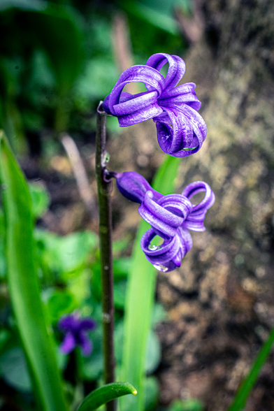 Hyacinth flower during the day, dirt and plants can be seen in the background.