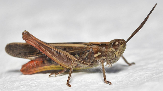 A photo of a grasshopper viewed from the side on a white surface.