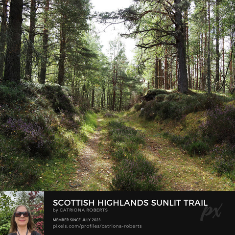 Coloured photograph featuring the design- 

Scottish Highlands Sunlit Trail.

I took this photo during a lovely autumnal nature walk through the Scottish Highlands. 

Features a tranquil forest path meandering through tall Pine trees, with sunlight filtering through the leaves. 

Patches of heather and grass line the path, adding texture to the lush landscape. 

Click links on the main post for options.
