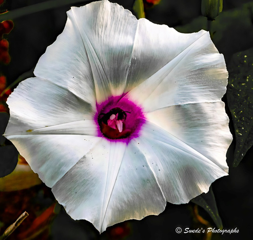 Crimson Heart

"Centered in the frame like a radiant star, a morning glory flower unfurls its delicate white petals with quiet elegance. Each petal is veined with subtle lines that ripple outward from the center, creating a symmetrical pattern that feels both organic and architectural. At the heart of the bloom, a vivid burst of magenta and deep red pulses like a flame—drawing the eye inward to its glowing core. The transition from white to crimson is seamless yet dramatic, like sunrise bleeding into daylight.

The background is dark and softly blurred, offering no distractions—only depth. This contrast makes the flower appear almost luminous, as if lit from within. The composition is intimate, almost reverent, capturing the flower not just as a botanical specimen but as a moment of quiet revelation. The image feels painterly, with soft edges and rich tones, as if the flower were brushed into being rather than photographed. It’s a portrait of stillness, color, and quiet intensity." - Microsoft Copilot