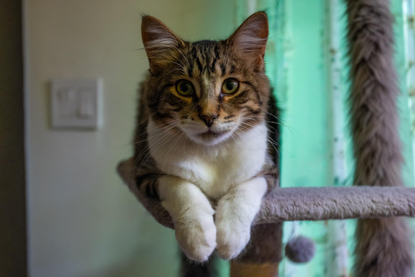 Your Daily Dose of Fluff 🐾

Snickers! This little guy runs and jumps into my lap with his motor running loudly when I sit in the chair by the TV. So cute!  🥰
