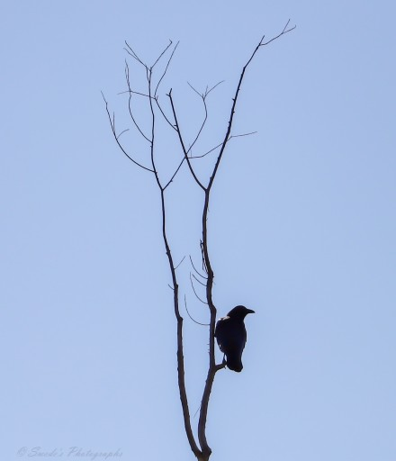 "A solitary American crow perches on a bare, leafless tree, its silhouette etched sharply against a clear blue sky. The tree is tall and skeletal, its thin branches reaching upward like fingers frozen in mid-gesture. The crow sits near the lower fork of the branching section, facing to the right, its posture alert but composed. There are no leaves, no clouds—just the stark contrast between the dark forms of bird and tree and the vast, uninterrupted expanse of sky. The scene is quiet, minimal, and contemplative, evoking a sense of stillness and watchful solitude. The crow, often a symbol of intelligence and mystery, appears as a lone sentinel surveying the morning. The photograph is signed “© Swede’s Photographs” in the bottom left corner." - Microsoft Copilot
