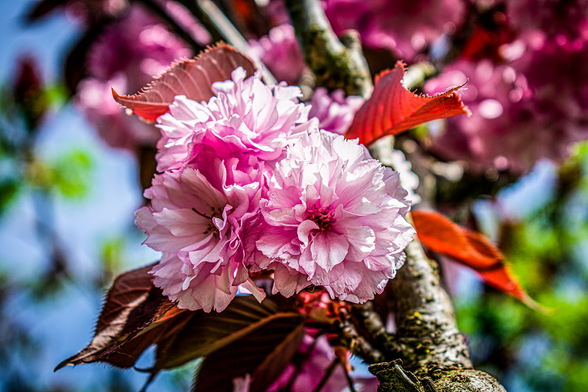 A Japanese Cherry Tree blooming it's flowers during summer days.