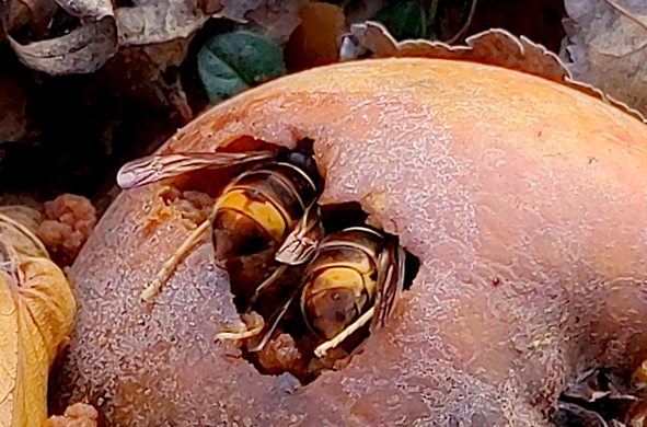 Entrer dans le dessert.jpg