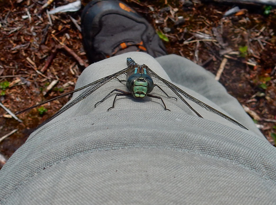 Looking down on a  really large dragonfly on the photographers leg. It's wings span the full width of the leg and its emerald green face and large blue eyes look up towards the camera. Blue stripes run down the length of its body.
