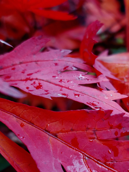 Close-up of autumnal leaves in fiery red. Remnants of raindrops lie on the feathery, jagged leaves.