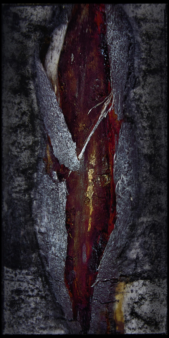 A close view of damaged birch bark where a branch has torn away. The outer bark is rough, grey, and textured. At the centre is a long vertical wound exposing dark red and brown inner wood, with small streaks of gold and lighter fibres. The contrast between the pale bark and the saturated inner core makes the opening resemble a deep gash. The surrounding bark has been darkened and smudged with charcoal, while the exposed wood remains vivid.