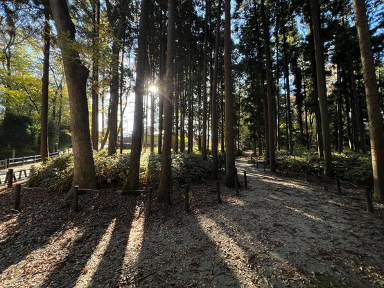 A sunlit forest scene featuring tall trees, dappled sunlight filtering through the branches, and a winding path. Fallen leaves cover the ground, and a hint of greenery is visible in the underbrush.